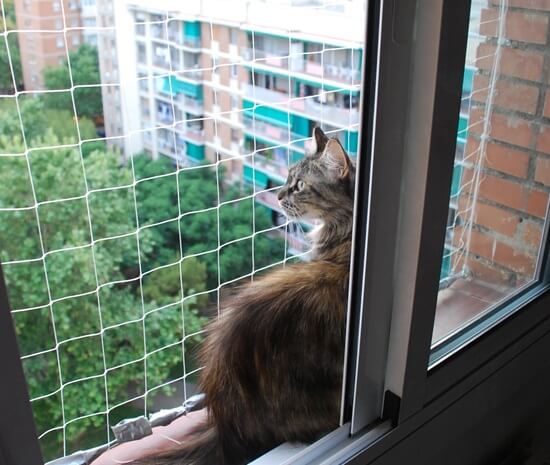 Protección de ventanas y balcones para los gatos: cómo evitar que corran  peligro - Adios Mascota